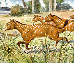 Genomic study reveals common ancestor of all mammals - Vimarsana News