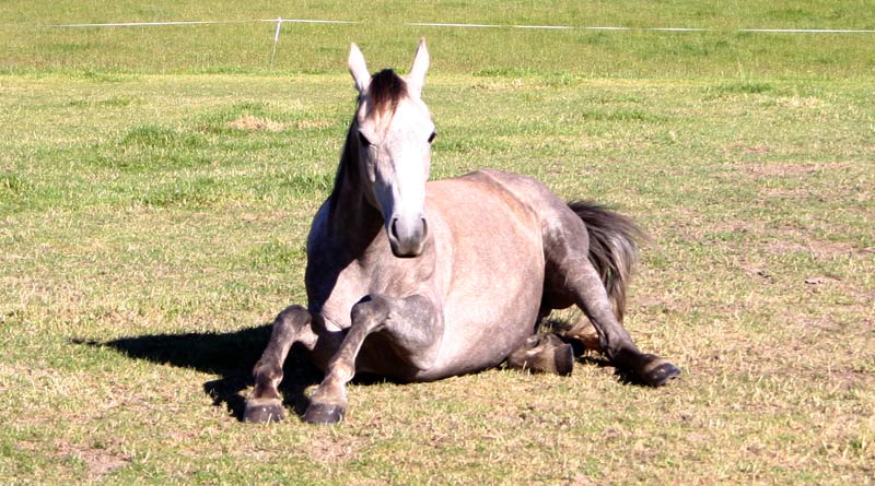 Daily Horses Checks Can Save Lives Horsetalk co nz