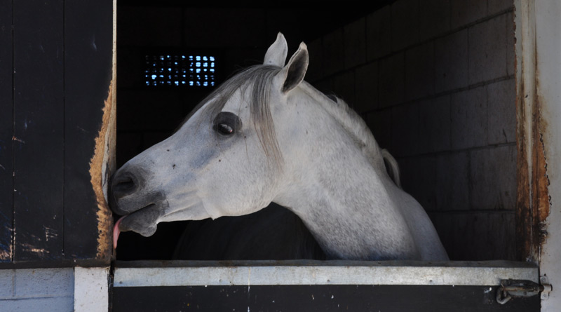 The horse’s mind and the body are connected in such a way that what influences one has a dramatic impact on the other.