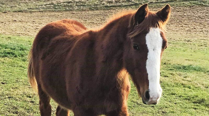 Best practice and better beginnings for young horses explored - Vimarsana News
