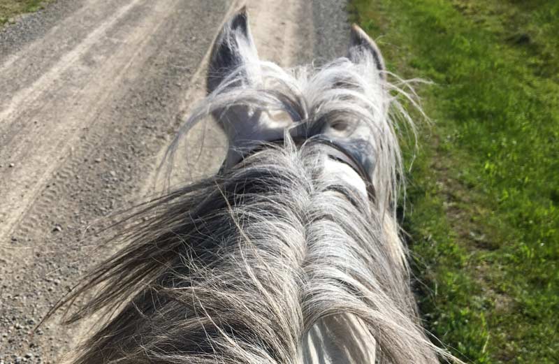Horse hair useful for monitoring exposure to essential and toxic trace elements - study - Vimarsana News