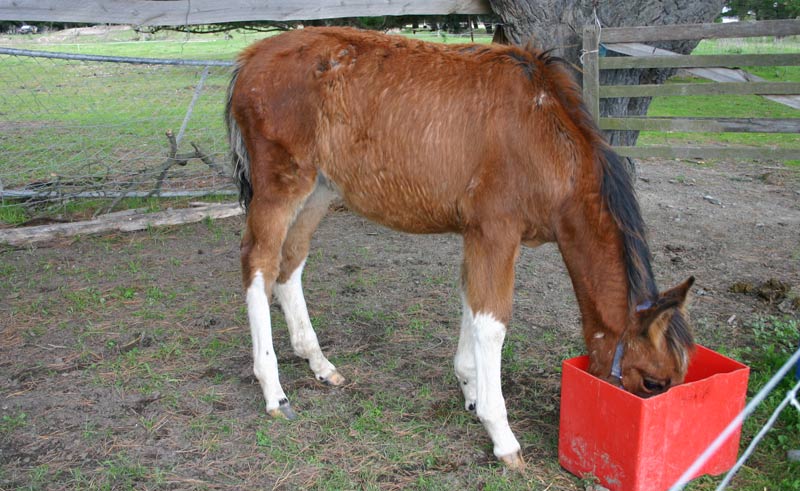 Could microorganisms within equine parasites be a target for new control measures? - Vimarsana News