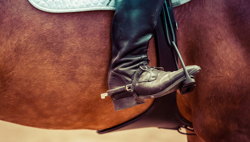 Horse events could be affected in overhaul of Victoria's animal care laws - Vimarsana News