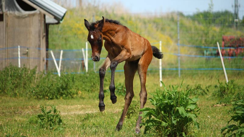 Do you Understand Horses? Equine behaviour experts to share their secrets - Vimarsana News