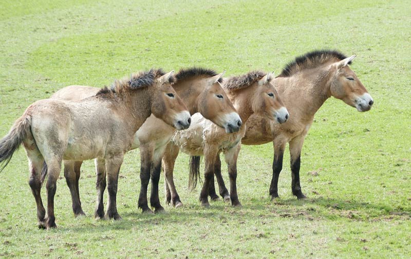 Many 21st-century challenges for free-roaming Przewalski's horses - review - Vimarsana News