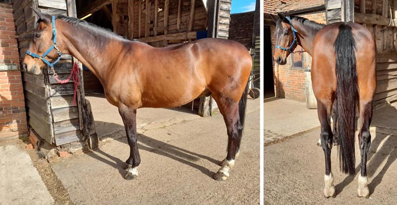 Can you tell if a horse is too fat? Take a quiz to find out - Vimarsana News