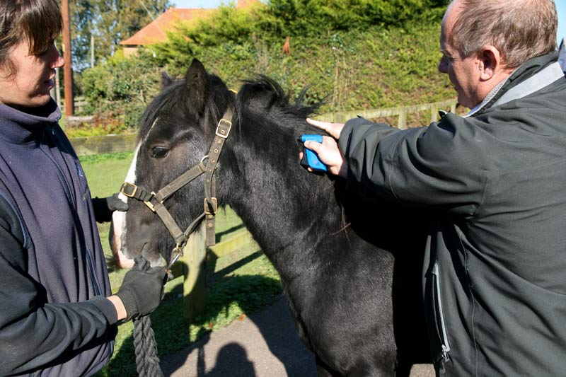 Changes to Britain's "broken" equine ID system needed urgently - Vimarsana News