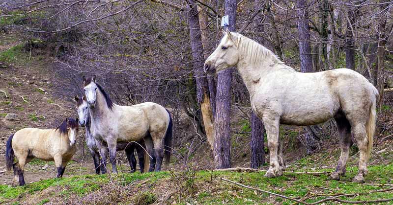 Light and grazing herbivores important for grassland diversity - Vimarsana News