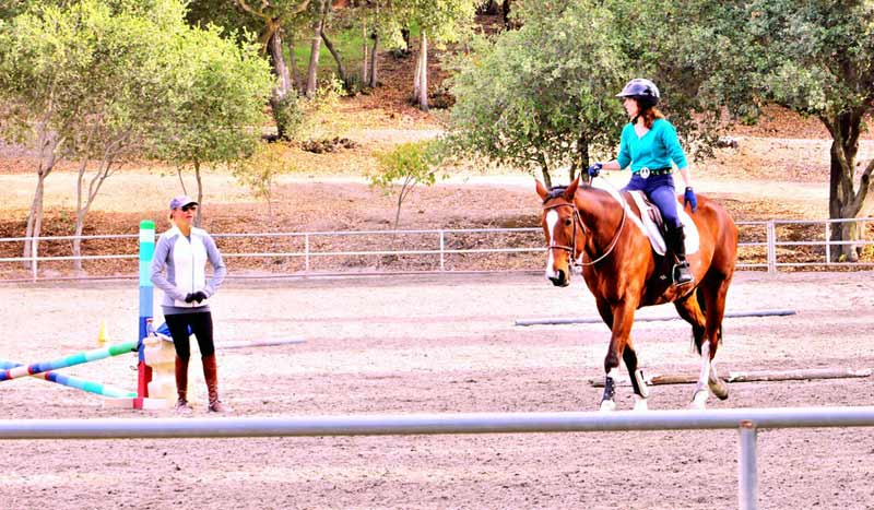 Britain's horse riding centres struggling to meet demand - Vimarsana News