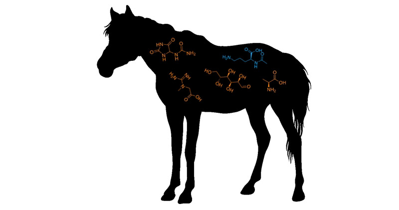 Scientists monitor metabolic changes as malnourished horses are rehabilitated - Vimarsana News