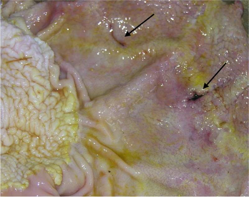 Study links high-starch horse diets with stomach lesions, gut inflammation - Vimarsana News