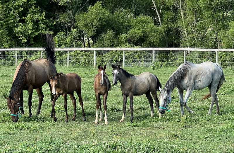 Major breakthrough in assisted reproduction in horses - Vimarsana News
