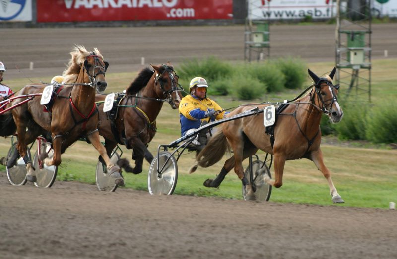 Finnish men with higher IQs drawn to betting on racehorses, study finds - Vimarsana News