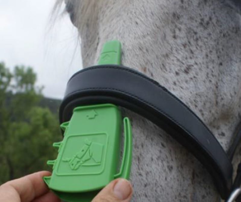 Canadian noseband study finds most are fitted correctly - Vimarsana News