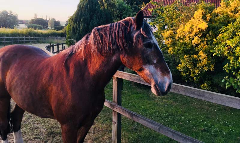 Cushings project spearheads latest research on ageing in horses - Vimarsana News