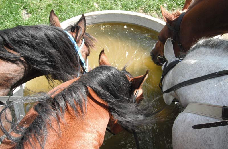 A hydrated horse is a healthy horse, and the key is quality electrolytes - Vimarsana News