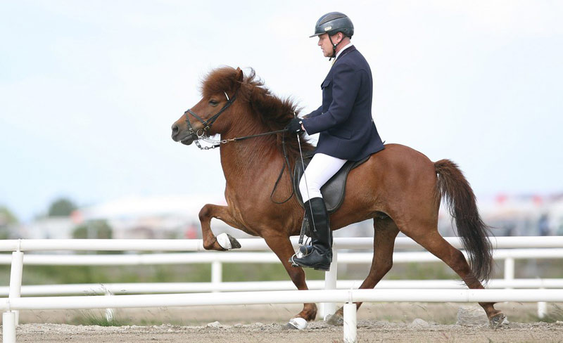 Sensors reveal breed-related differences in horse movement - Vimarsana News