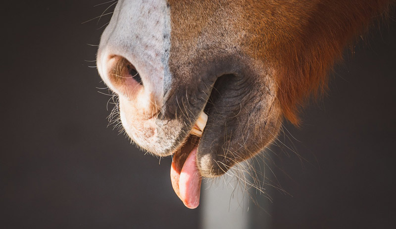 Salivary biomarkers point to gastric ulcers in horses - study - Vimarsana News