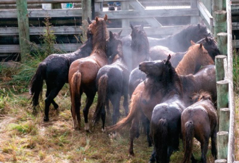 Scientists explore genetic origins of New Zealand's Kaimanawa wild horses - Vimarsana News