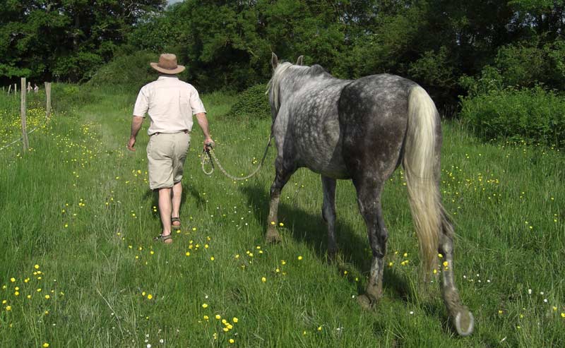 Stress responses declined as the fitness of young dressage horses improved - study - Vimarsana News