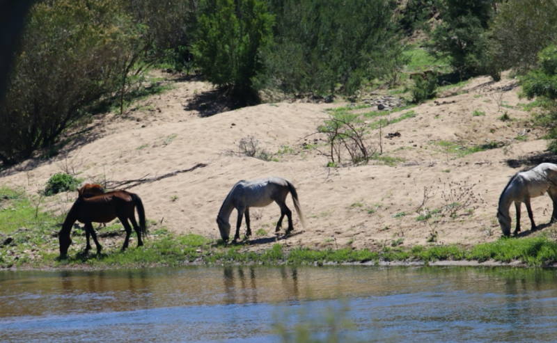 Researchers look at free-roaming horses to seek answers on equine lives - Vimarsana News