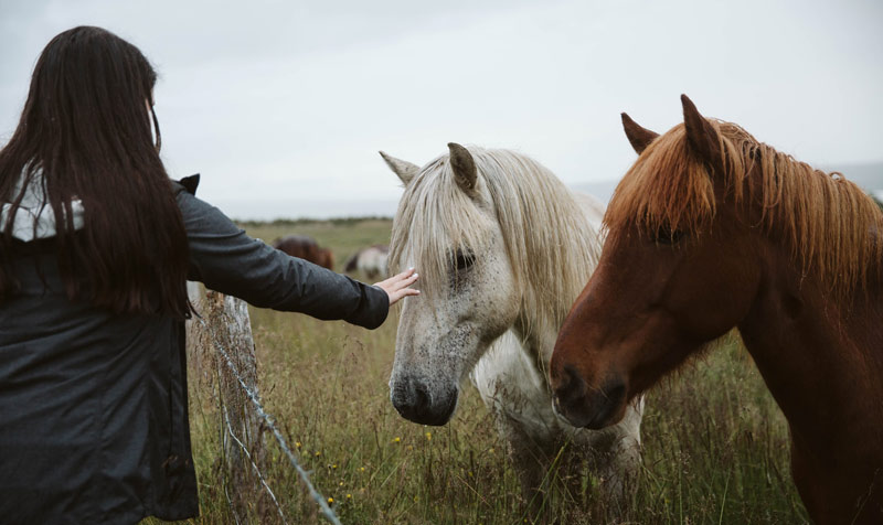 Fellowship funding boost for young equine researchers - Vimarsana News