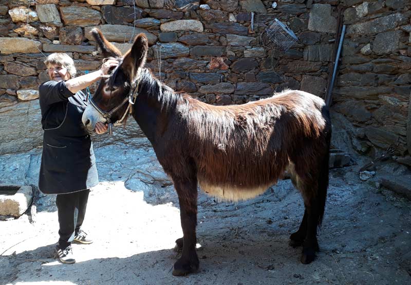 Better equine health linked to owner belief in sentience - study - Vimarsana News