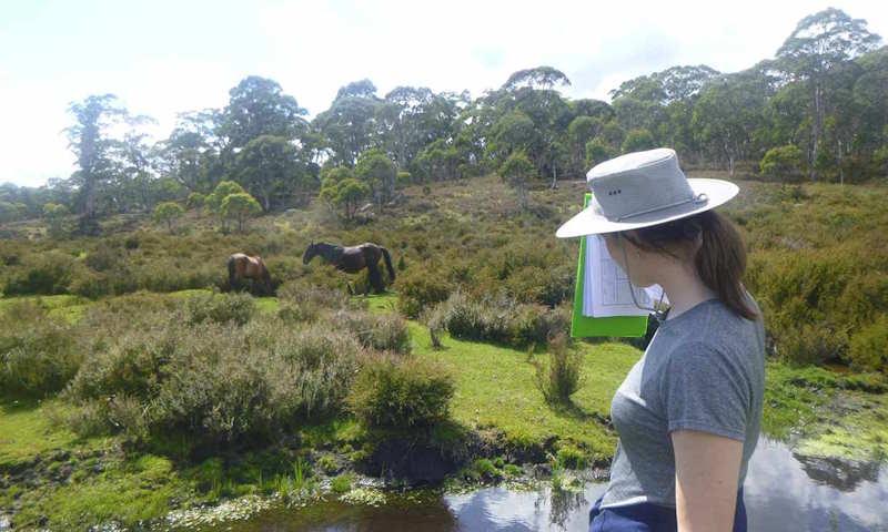 A researcher observes feral horses in Kosciuszko National Park, New South Wales.