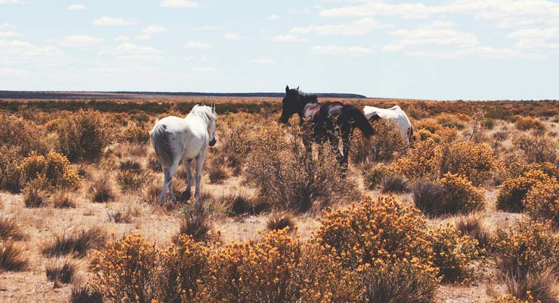 Horses on Argentina's Valdes Peninsula. 
